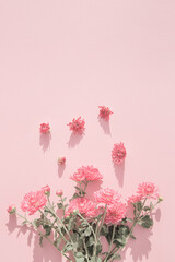 Creative layout made of chrysanthemum flowers on pastel pink background. Beautiful floral backdrop. Nature consept. Selective focus