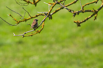 Pequeño gorrión solitario posado sobre unas ramas cubiertas de líquenes con un fondo verde desenfocado de hierba en un día soleado de verano.