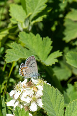 Lycaenidae / Gümüş Lekeli Esmergöz / / Plebejus argus