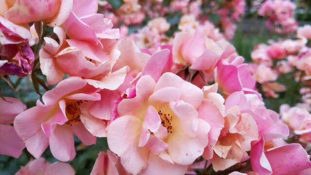 Beautiful flowering bush rose in the garden