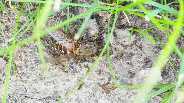 Many ants are trying to move the dead body of a gadfly in fast motion