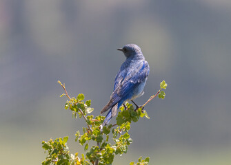 Mountain bluebird high in the Colorado Rocky Mountains