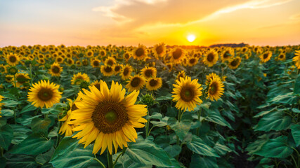 a sunflower field at sunset