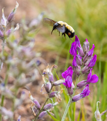 Rocky Mountain Wildflowers and a bumblebee