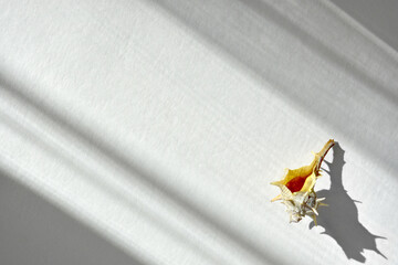 Beautiful seashell on a white table with sun shadows. Murex. design element