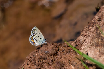Lycaenidae / Gümüş Lekeli Esmergöz / / Plebejus argus
