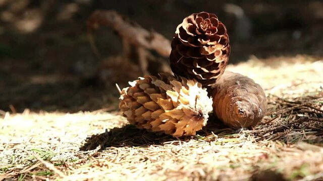 Pine cones in the forest on the ground. Brown background. The sun.