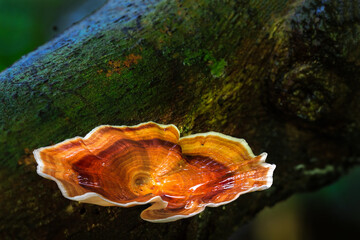 Brown mushrooms growing in rainforest 