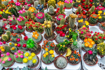 Multicolored cactus flowers in a garden
