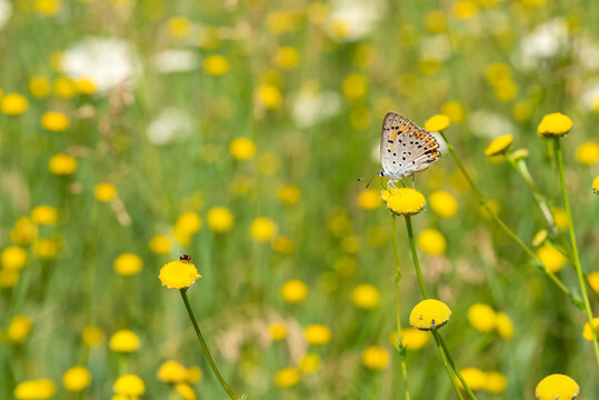 Fototapeta meadow with dandelions