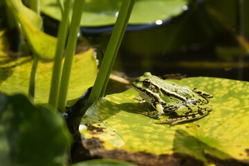 frog on the leaf