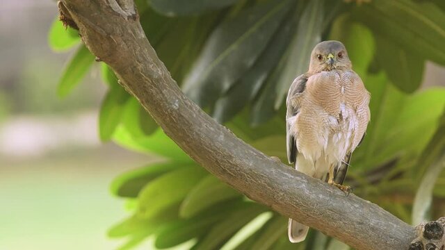 close up shot of Shikra or Accipiter badius or little banded goshawk perched on tree in natural green background at ranthambore national park or reserve rajasthan india