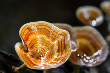 Brown mushrooms growing in rainforest