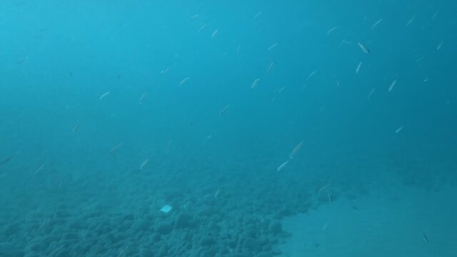 Pesci nel mare Mediterraneo in Calabria