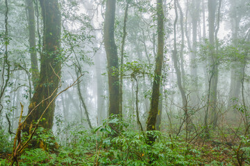 Tropical forest in the mist     