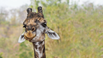 Portrait of a giraffe on clear background with plenty of copy space