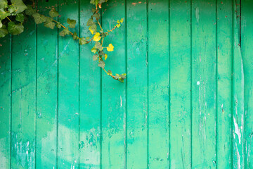 Green wooden door with creeper plants