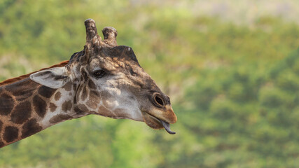 Funny giraffe with his tongue sticking out
