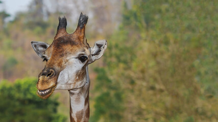 Giraffe smiling face on clear background with plenty of copy space.
