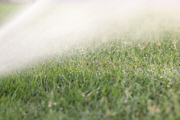 Green grass sunny field with rain drops