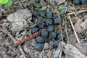 Close up of bunny excrements in the forest outdoors.