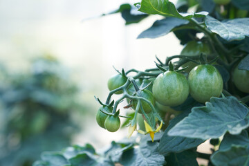Close up of Cherry tomatoes are ripen on a branch in the greenhouse. Gardening and return to subsistence farming. High quality photo