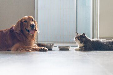 Golden Retriever and British Shorthair, and their bowls