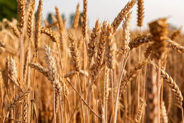 Ripe golden color wheats growing in the field on sunny day.