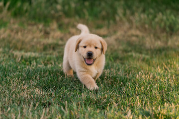 The puppy is looking directly at the camera. A little happy dog labrador walks in the green grass.