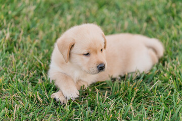 A little happy dog labrador puppy lies in the green grass.