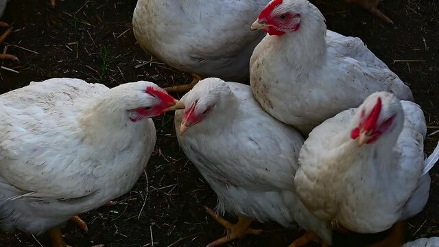 Young chickens broilers. Day, outdoors, horizontal video of HD resolution.
