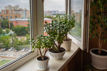 Fototapeta na wymiar Succulent houseplant Crassula on the windowsill against the background of a window.