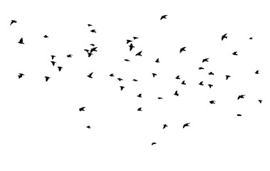 A flock of flying birds. Vector illustration