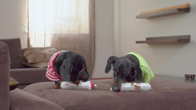 Two funny dachshunds in t-shirts are gnawing on identical soft toys in the shape of snowman sitting on the couch, then they suddenly stop and look in different directions, front view.