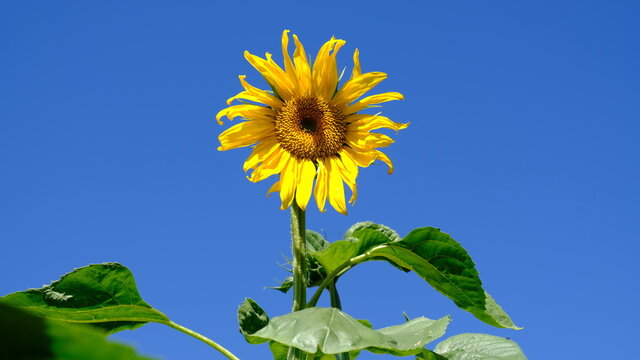 Yellow bright sunflowers with green leaves on a background of blue sky. Sunflower seeds. Growing Sunflower field and harvest sunflowers for oil production. Agriculture.