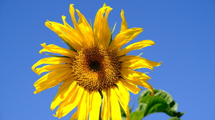 Close-up yellow bright sunflowers on a background of blue sky. Sunflower seeds. Growing Sunflower field and harvest sunflowers for oil production. Agriculture.