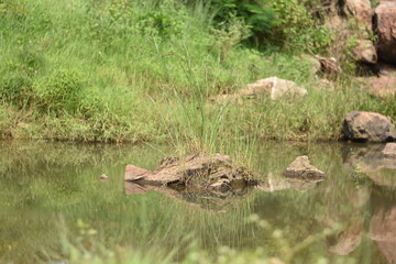 alligator in a pond