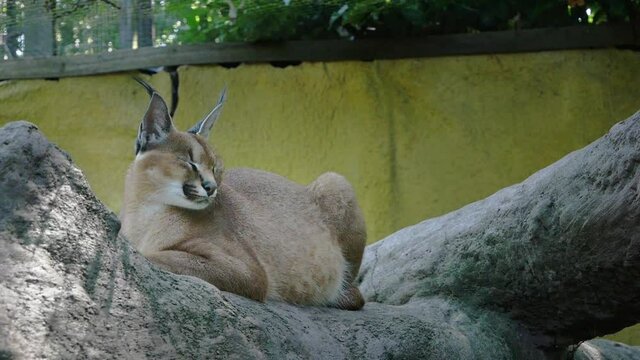caracal in zoo lying on a tree branch