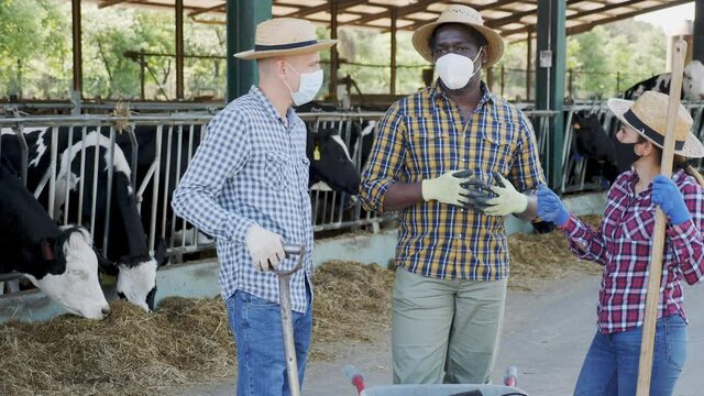 Multiracial group of farmers wearing protective face masks discussing working process while standing near stall with cows on livestock farm. 