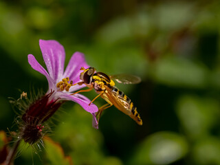 bee on flower