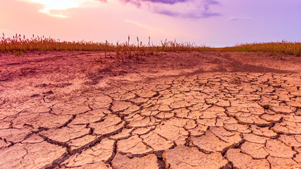Warm dry cracked land with dead cropps, climate change concept with extreme heat