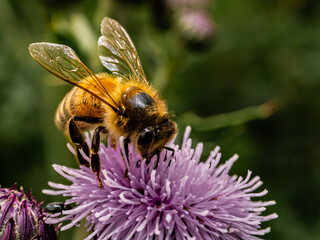 bee on a flower