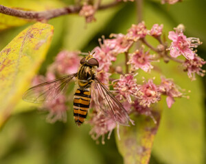 bee on a flower