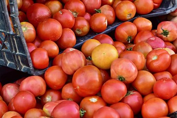 Fresh tomatoes close up laid out in boxes for sale