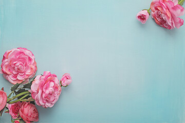 pink rose flowers on blue background. backdrop with copy space - obrazy, fototapety, plakaty