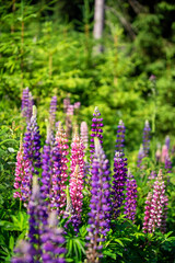Obraz premium Colorful flowers in forest in mountains