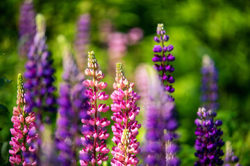 Colorful flowers in forest in mountains