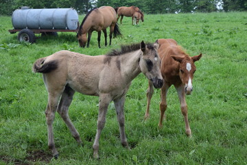 Naklejka na ściany i meble 2 foals; Germany; Harz mountians