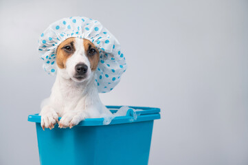 Funny friendly dog jack russell terrier takes a bath with foam in a shower cap on a white...