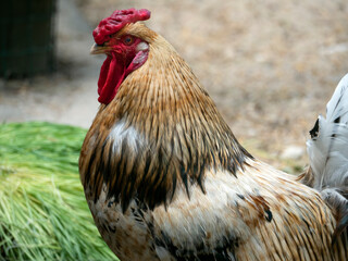Close-up portrait of a rusty rooster.